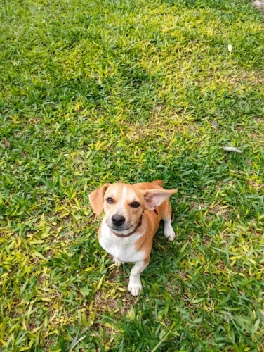 Doa-se cachorrinho