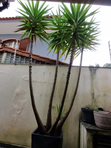 Palmeira Yucca Adulta no Vaso