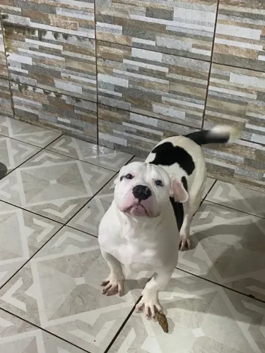 Vendo American Bully macho 