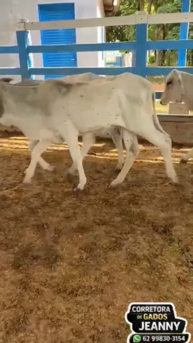 GADO / VACAS FÊMEAS A VENDA