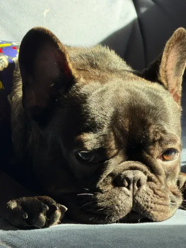 Pet bull dog francês 