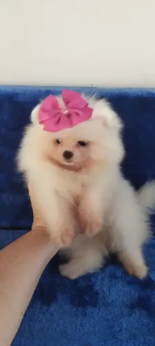 Lulu da Pomerania