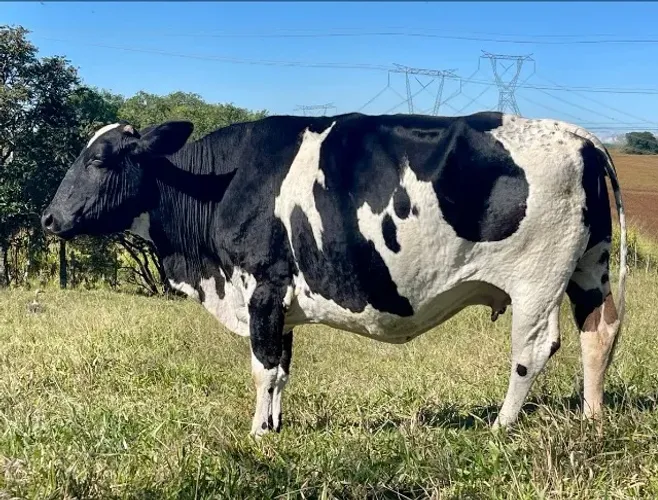 Vaca Honladesa P.O - Prenhe sexada
