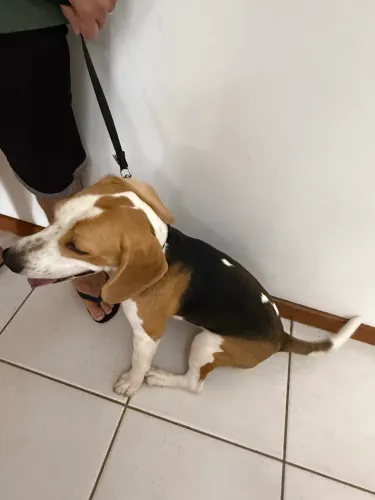 Beagle - 8 meses