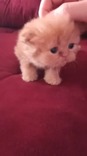 Gatos Persa fêmea e machos 12x 110