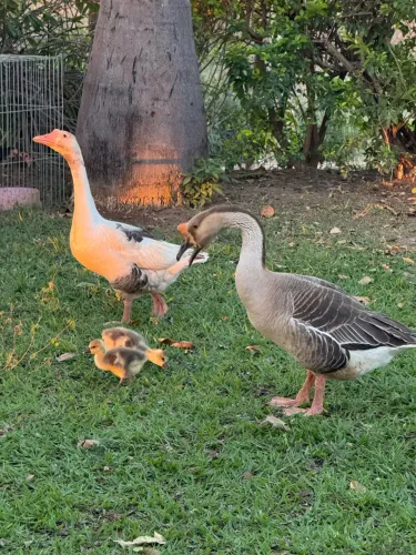 Ganço Sinaleiro