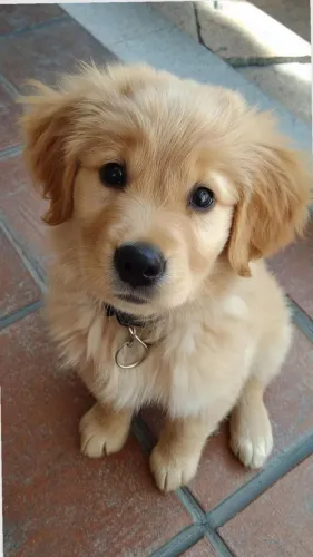 CACHORRO GOLDEN PARA DOAÇÃO RESPONSÁVEL