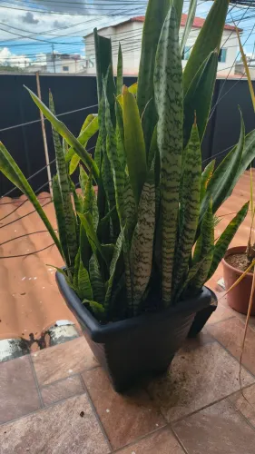 Planta Sansevieria (Espada de São Jorge)