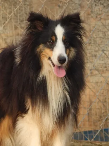 Fêmea Pastor de Shetland Pedigree CBKC azul