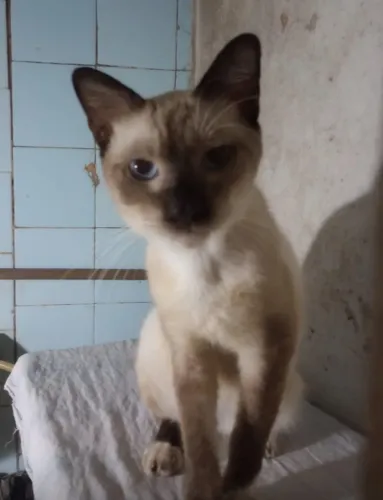 gatos siameses para adoção
