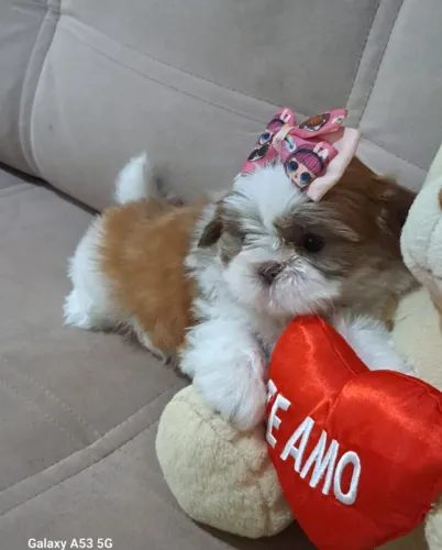 Shih Tzu com Pedigree e Garantia em Contrato