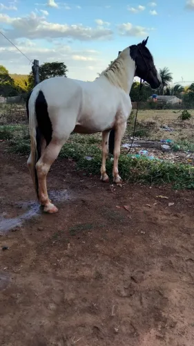 Cavalo