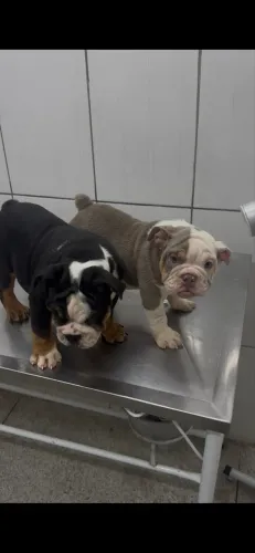 Buldogue inglês 