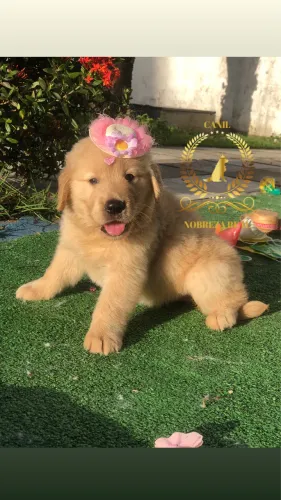 Golden Retriever Femea @CanilNobrezaReal
