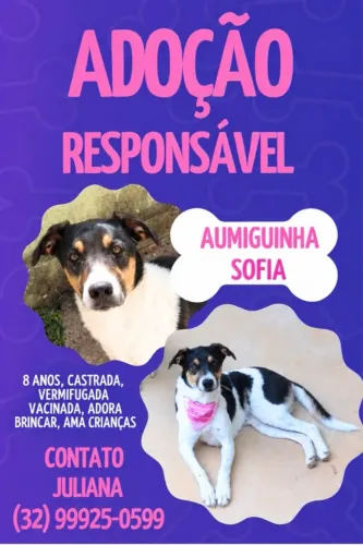 Doação cachorrinha