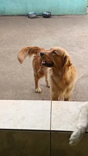 Golden Retriever CRUZA/COBERTURA