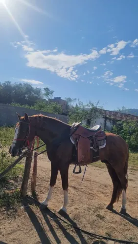 Cavalo genuíno de picada