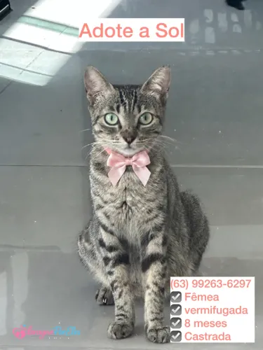 Gatos para adoção responsável entre em contato