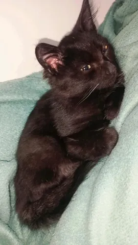Gata