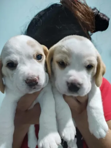 Filhote de Beagle o amigo perfeito para todas as horas