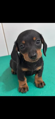 Basset salsichinhas