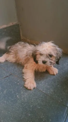 Cachorro shitzu