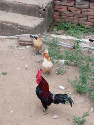 Galinhas garnizé 