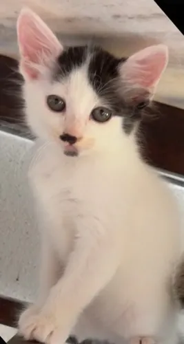 Gata fêmea para adoção responsável: *96
