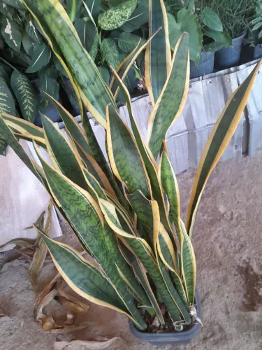 Plantas já pegadas