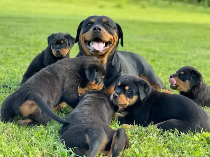 Rottweiler A verdadeira força protege, não intimida.