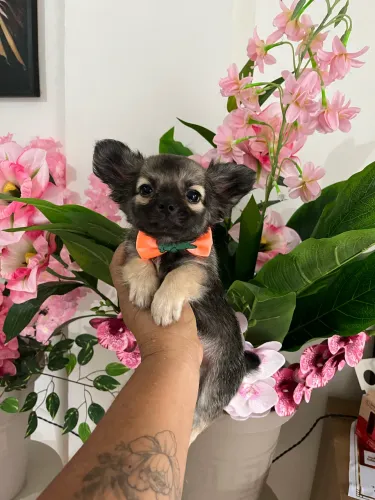 MACHINHO CHIHUAHUA PELO LONGO 