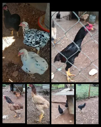 Ovos férteis de galinha sura 