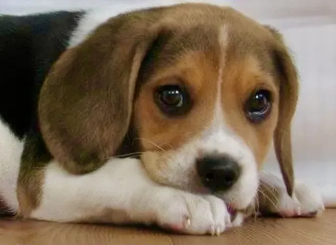 Beagle flexivel 