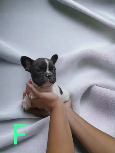 Bulldog Francês para adquirir