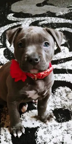 Filhote de Pitbull muito carinhoso ? 