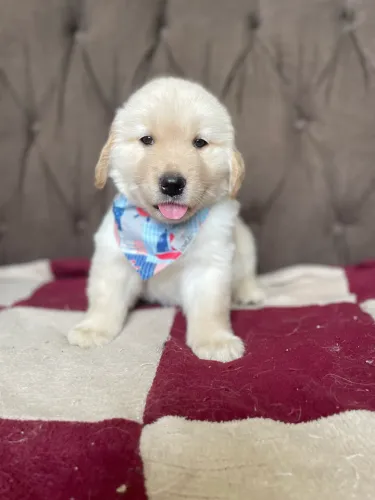 Golden macho filhote