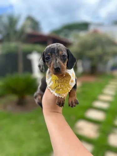 Basset Dachshund Arlequim - Fofo e Charmoso!