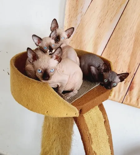 Sphynx de diversas cores e lindos