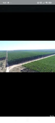 Fazenda de eucaliptos 2 a 8 anos em 3 Corações MG. 65.000 p/hec