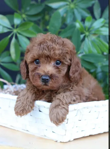 Poodle mini red dócil e encantador