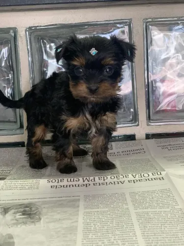 Machinho de Yorkshire filhote com 65 dias duas vacinas e com pedigree disponível em loja