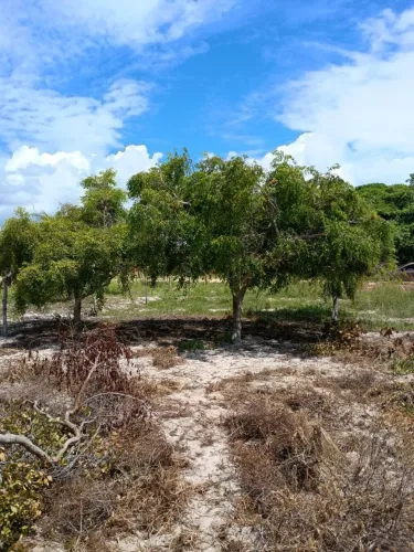 Lote / Terreno Povoado Jatobá - Chácara