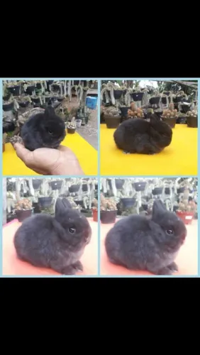 Netherland dwarf  Coelho anão linhagem importada 