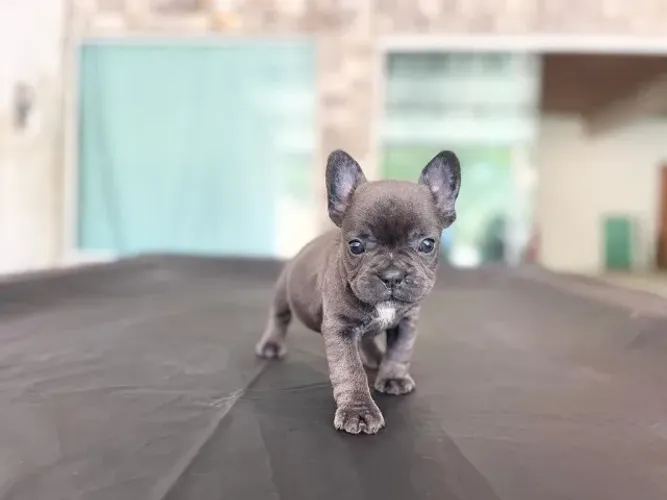 Bulldog Francês todas as cores, garantia total de saúde em contrato
