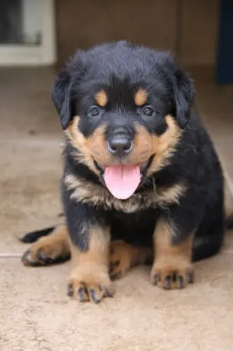 Filhote Rottweiler impiedosos no quesito segurança