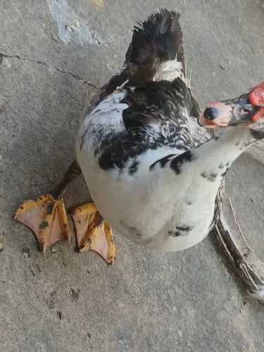 Vende-se pata