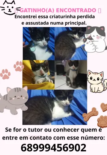Gatinho encontrado(procurase dono)