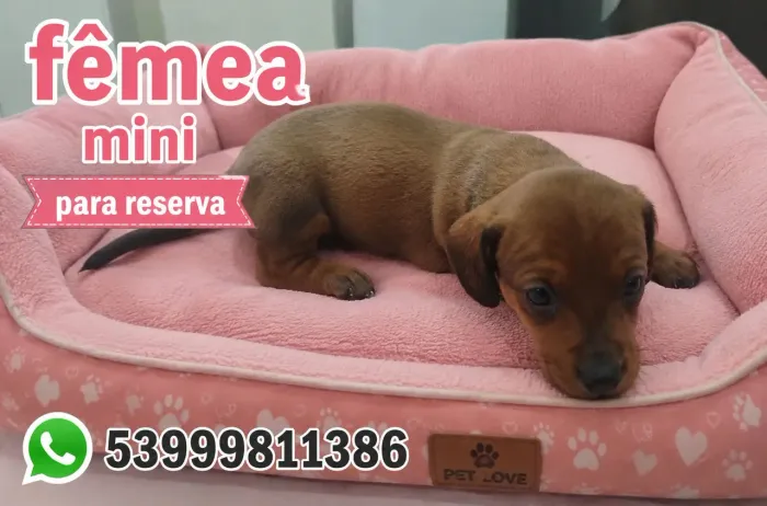 Linda fêmea Mini linguicinha 