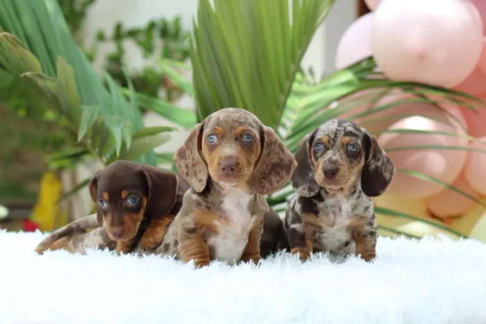 Dachshund, Cofap, salsicha macho