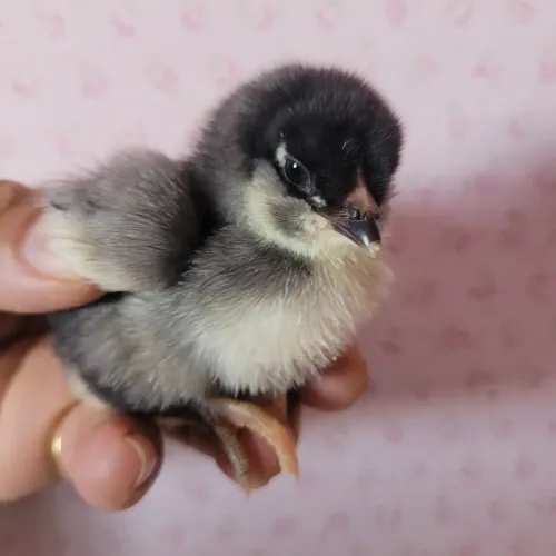Pintinhos de galo Ameraucana 
